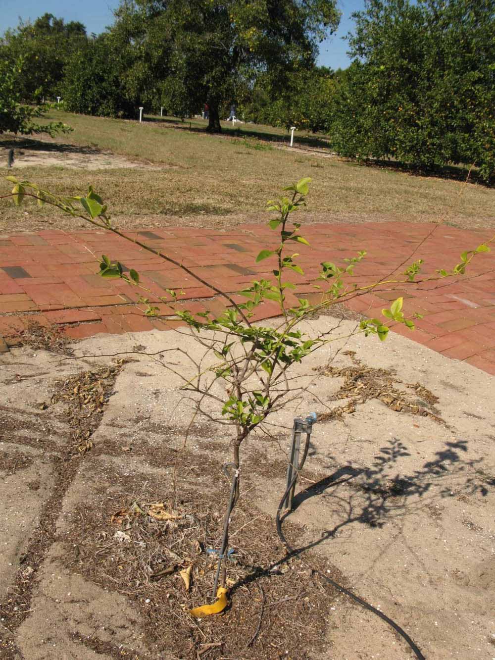             Habit (Winter Haven, FL)       